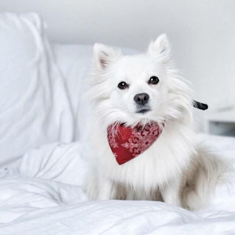 winter dog bandana