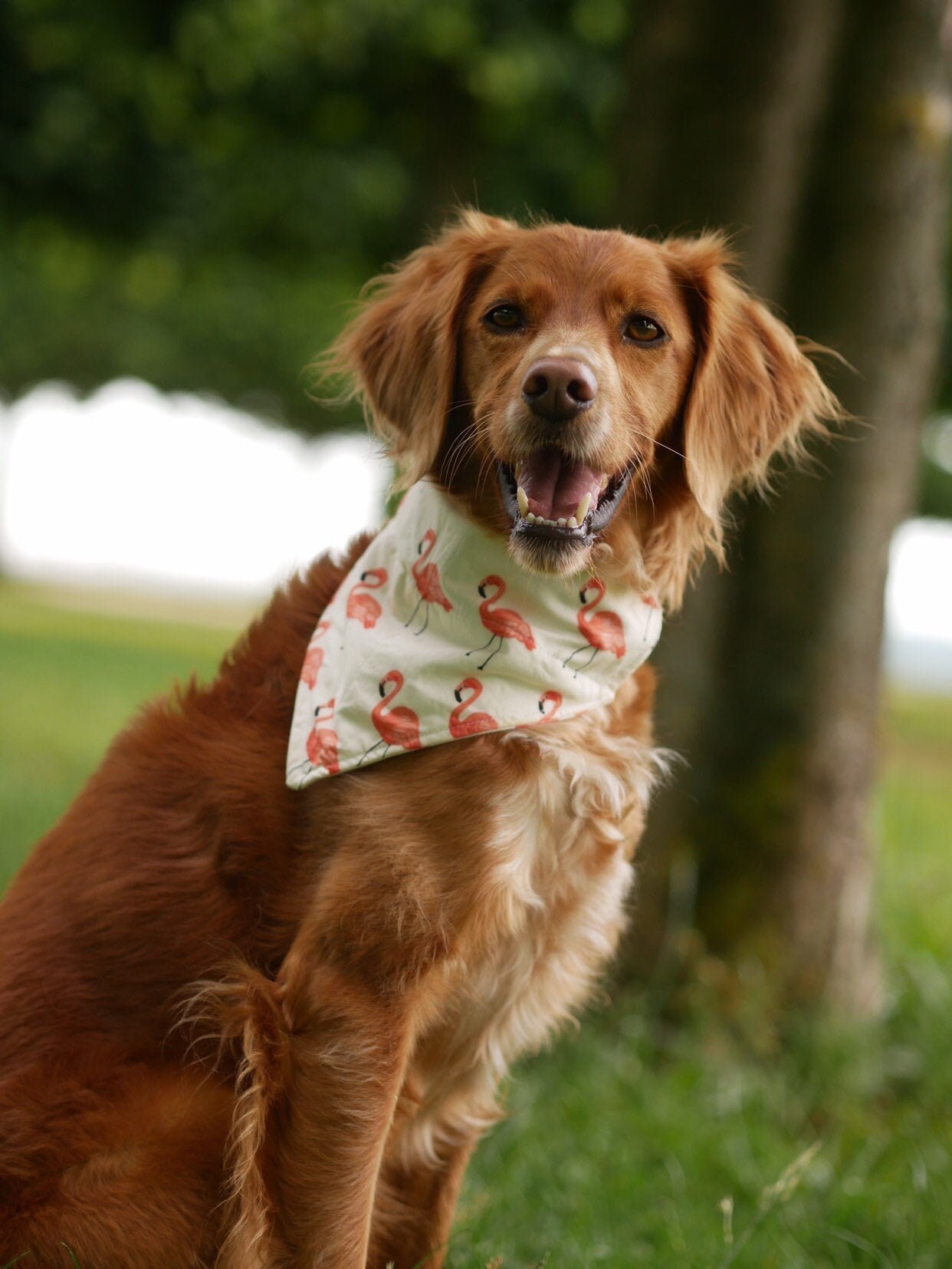 bandana on dog's neck