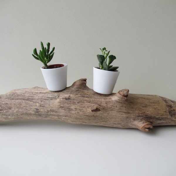 Succulent Planter Driftwood Sculpture Natural Drift Wood Planter Driftwood Piece Air Plant Holder Driftwood Art 24"