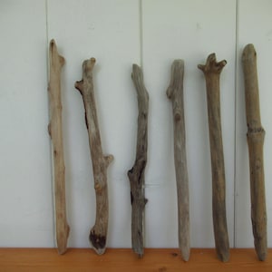 Könnte beinhalten: Eine Sammlung von sechs verwitterten Treibholzstücken, jedes mit einzigartigen Formen und Texturen. Die Stöcke variieren in der Farbe von hellbraun bis dunkelbraun, mit sichtbaren Knoten und Ästen. Sie sind vertikal vor einem weißen Hintergrund angeordnet.