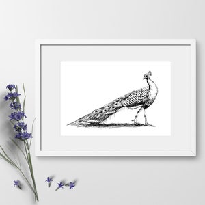 Printable Black and White Peacock Wall Art Print, Peacock Drawing, Peacock Gift, Digital Art Print, Printable Animal Print, Peacock Poster