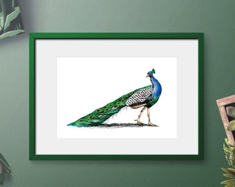 Arte de pared de pavo real imprimible, Arte de descarga digital, Impresión de arte digital de pavo real, Impresión de arte de naturaleza, Boceto de pavo real, Impresión imprimible colorida
