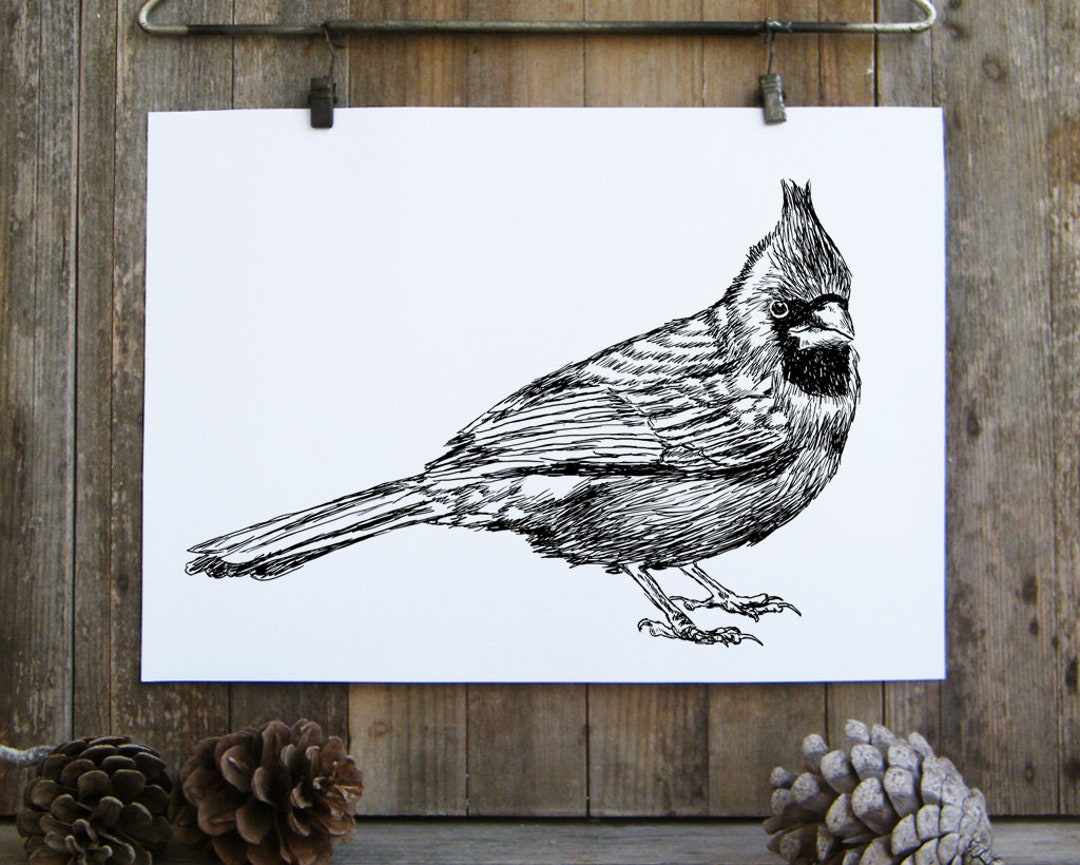Cardinal Bird Black And White
