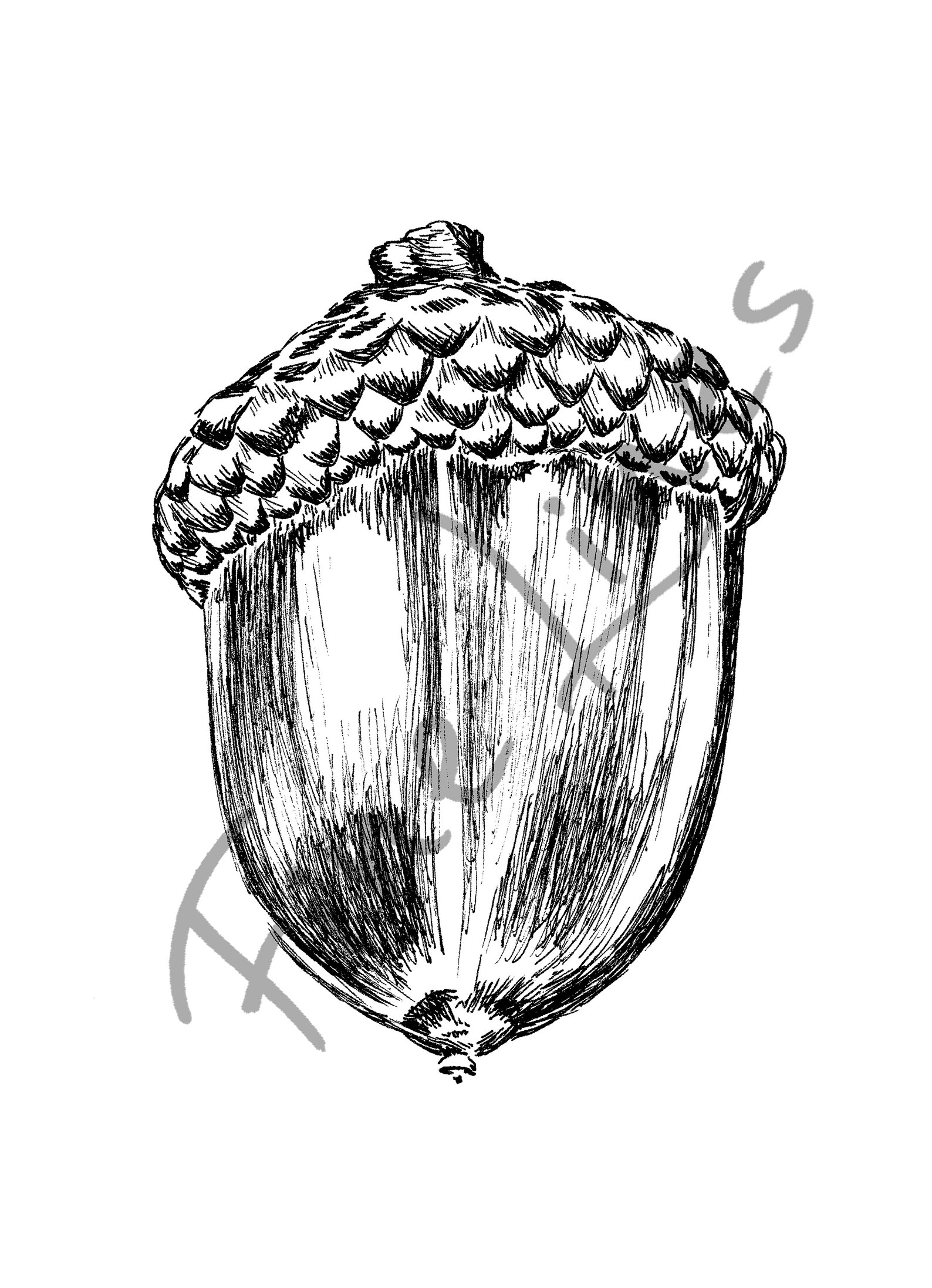 Black and White Acorn Decor Acorn Coloring Page DIY | Etsy