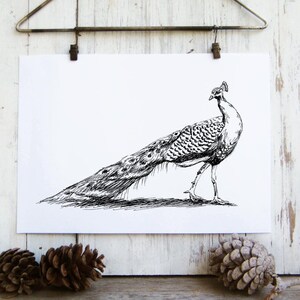 Black and White Peacock Art Print - Hipster Room Decor