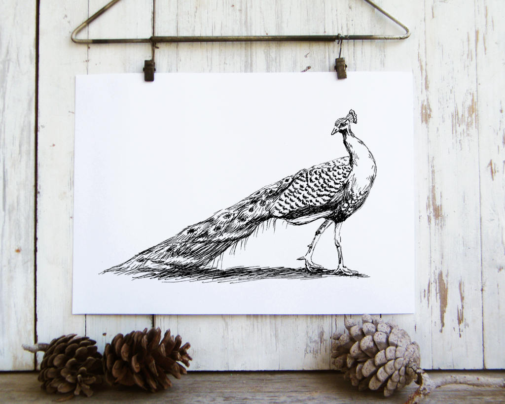 Printable Black and White Peacock Wall Art Print Peacock Etsy