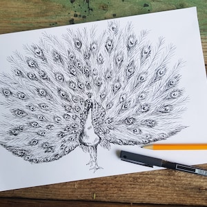 Drawing Peacock Bird using Metallic Color Pencil 