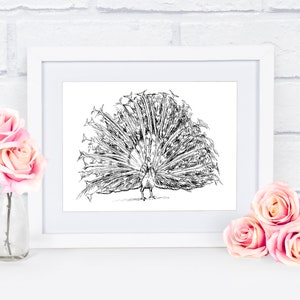 Peacock Print, Black And White Printable, Poster Art Download, Nature Art Print, Peacock Wall Art, Nordic Art Print, Unique Wall Art