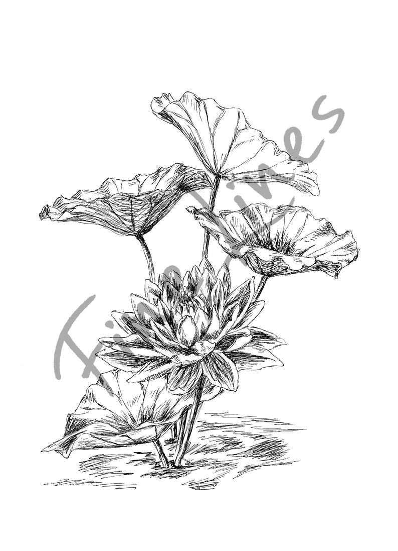 Lotus Flower Wall Art Print, Black and White Lotus Painting, Nature ...