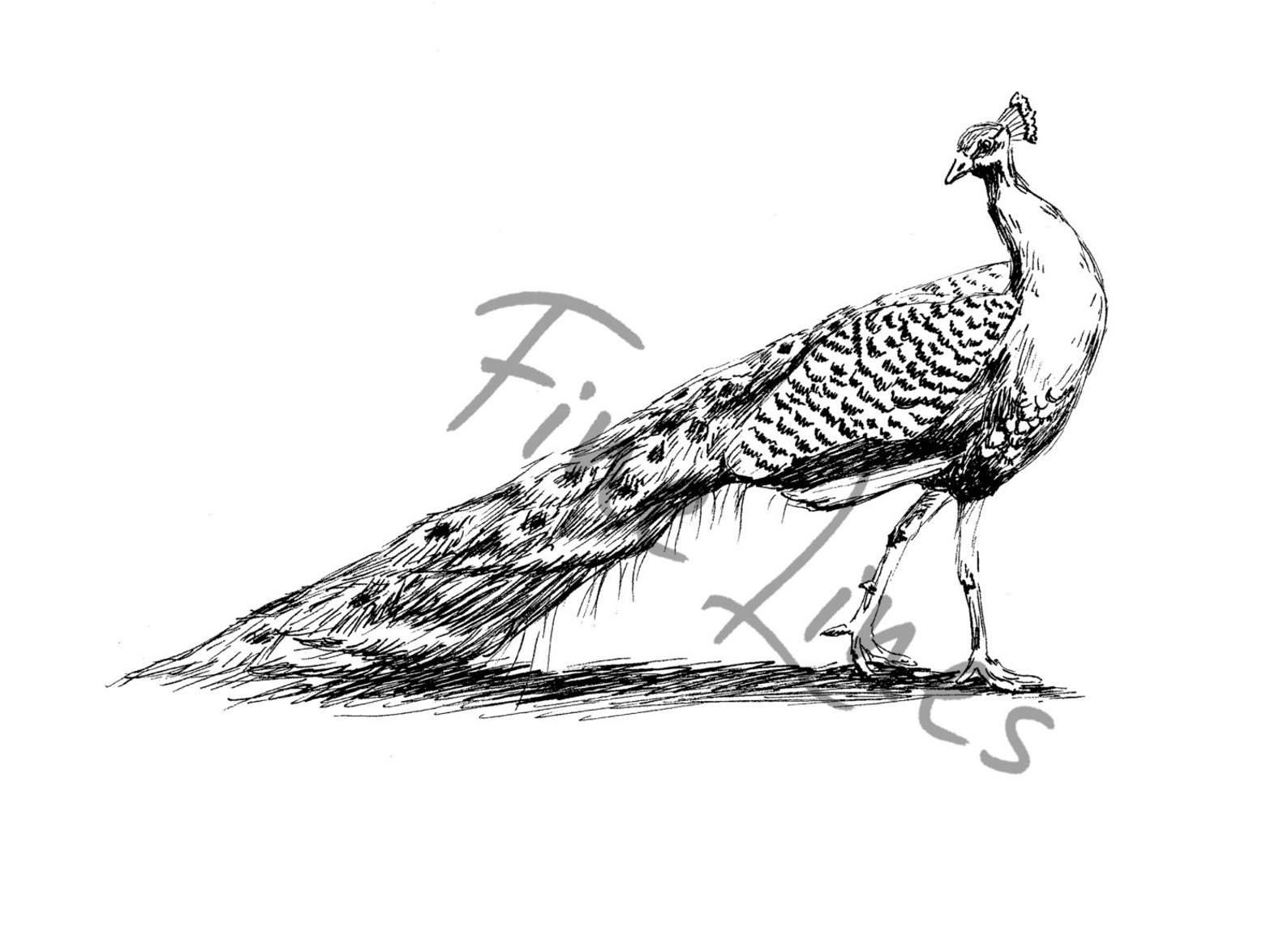 Printable Black and White Peacock Wall Art Print Peacock Etsy