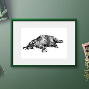 Printable Wall Art Animals, Black and white printable, Cute Animal Printable, Realistic Nature Art, Kids Room Decor, Gift For Kids, Platypus