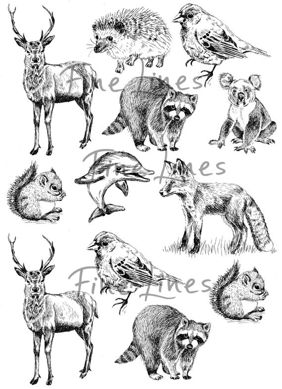 Animals Digital Stamps Wild Animals Clipart Scrapbooking Etsy