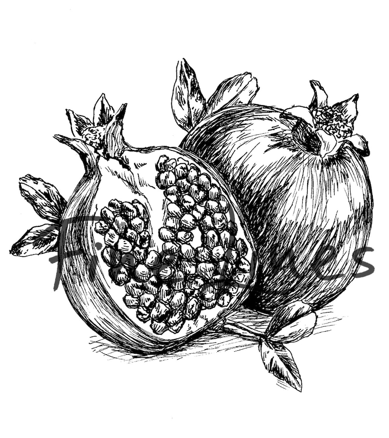 фрукты черной гелевой ручкой. декоративная графика. нарисовать фрукты карандашом. фрукты графикой. фрукты в графике.