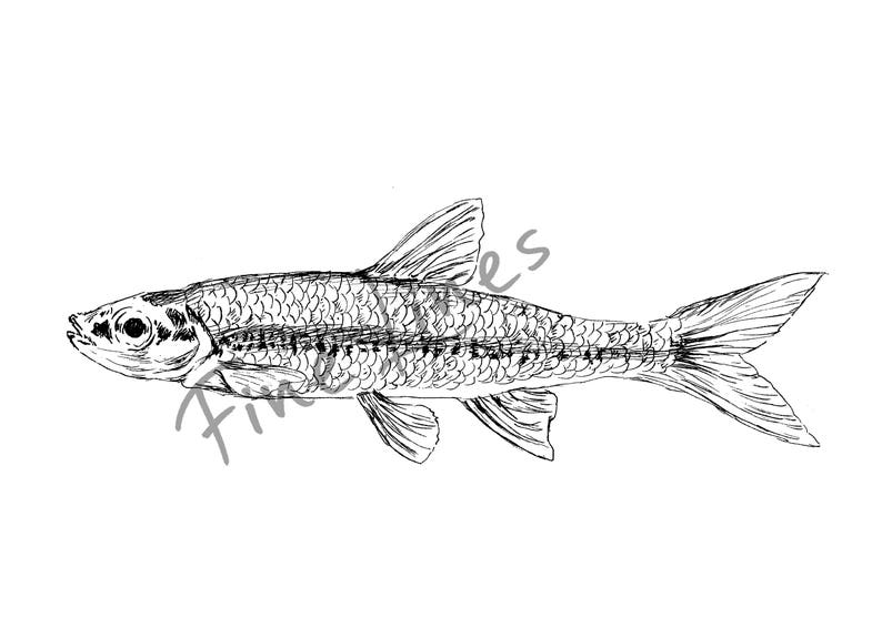 Minnow Printable Cute Fish Poster Sea Life Art Nursery | Etsy