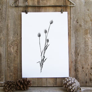 Poster Art Download, Printable Wall Art Nature, Nature Prints, Nordic Art, Realistic Art, Botanical Print, Nature Wall Art, Hares Tale Plant