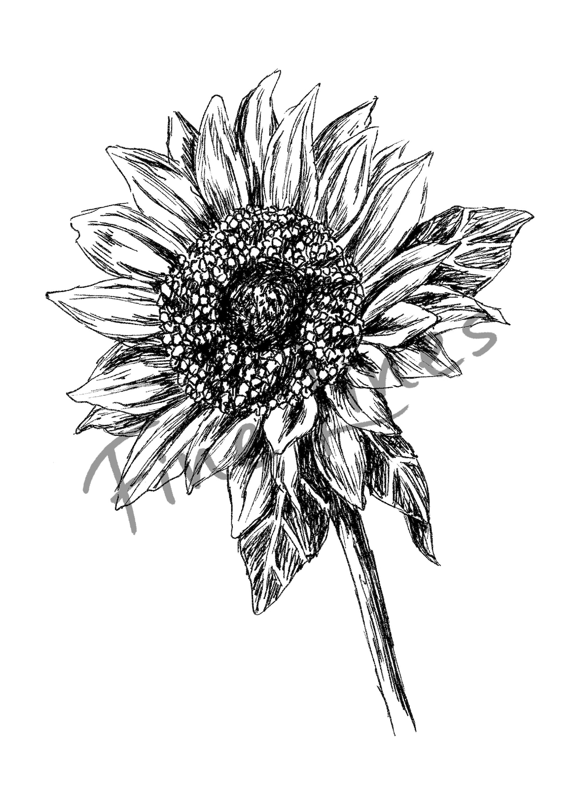 black-and-white-sunflower-art-print-digital-download-art-print