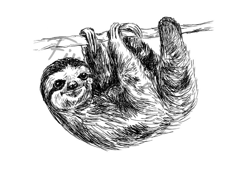 Ленивец тату эскиз