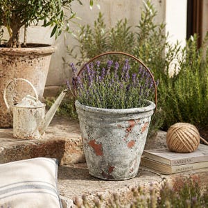 Könnte beinhalten: Ein verwitterter, grau-terracottafarbener Blumentopf mit Metallgriff, gefüllt mit Lavendel. Eine kleine weiße Gießkanne und ein großer Terrakottatopf mit einem kleinen Baum sind im Hintergrund. Eine Schnurkugel und ein Buch sind ebenfalls zu sehen.