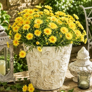 Könnte beinhalten: Ein großer, cremefarbener, verzierter Blumentopf, der mit leuchtend gelben Gänseblümchen überquillt. Der Topf hat ein detailliertes, geprägtes Design. Die Gänseblümchen haben gelbe Blütenblätter und dunkelgelbe Zentren. Die Szene spielt sich im Freien ab, mit einer Steinoberfläche und anderen dekorativen Elementen.
