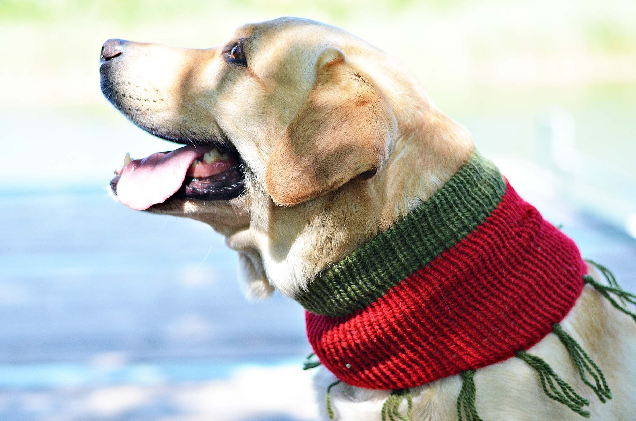 dog christmas outfit