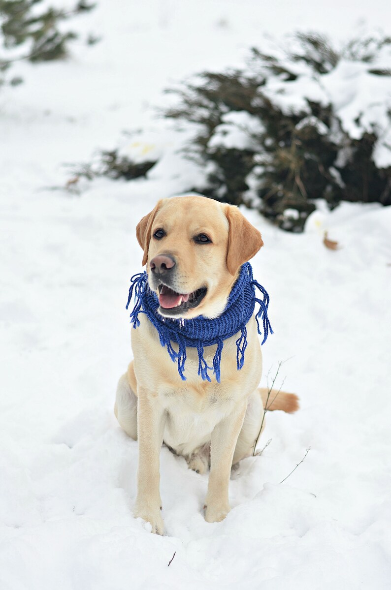 Blue dog scarf Large dog scarf Unisex dog scarf Dog photography Lab dog scarf Dog neck warmer Knit dog scarf Puppy scarf for labrador gift