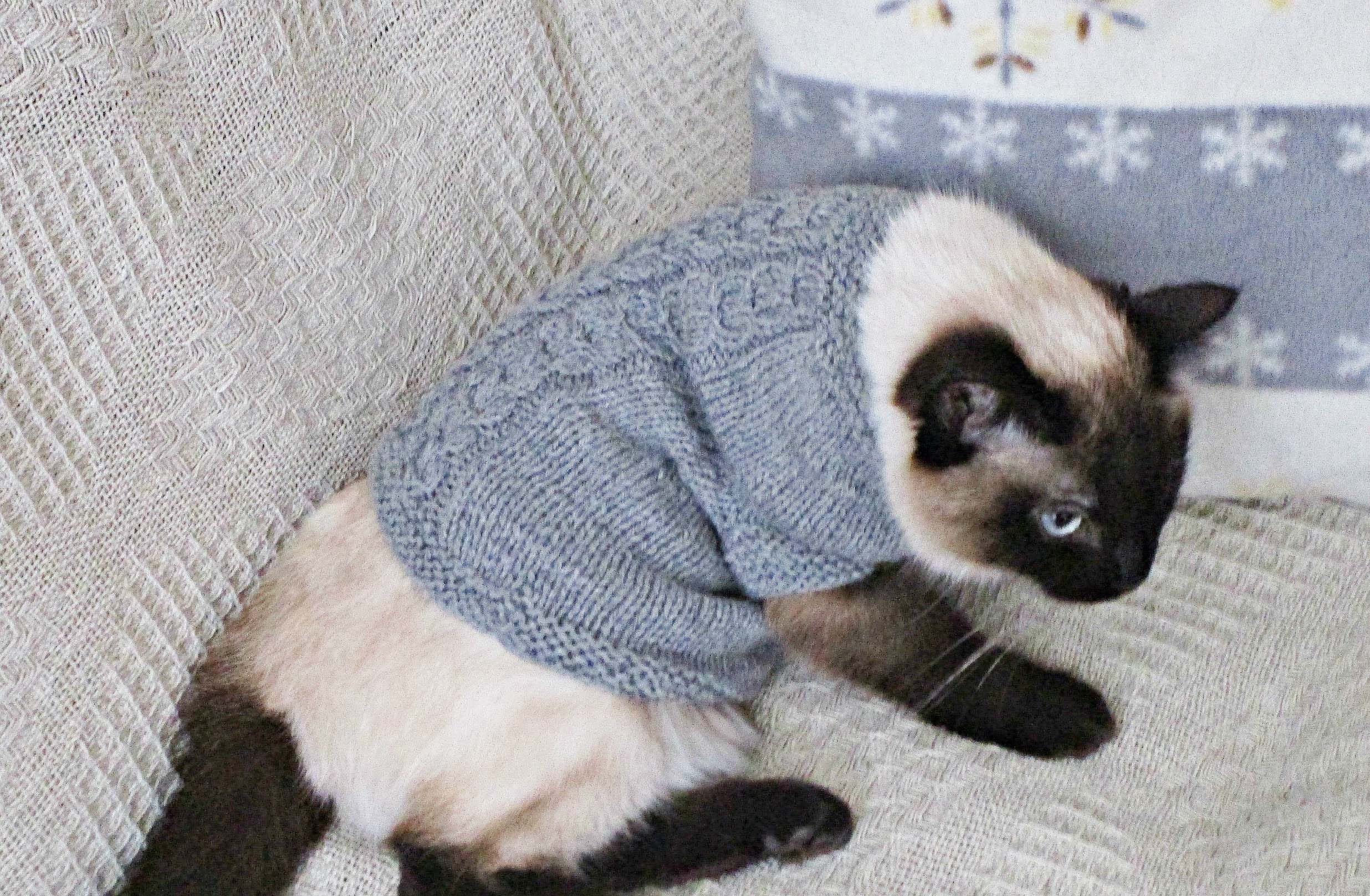 Pet Jackets for cats dogs Pets clothing Knit pets sweater Knit Etsy
