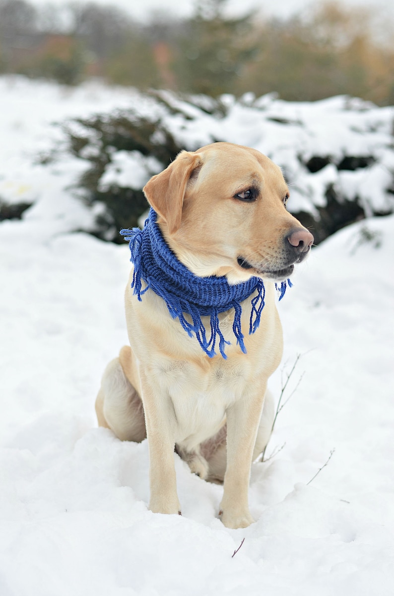 Blue dog scarf Large dog scarf Unisex dog scarf Dog photography Lab dog scarf Dog neck warmer Knit dog scarf Puppy scarf for labrador gift