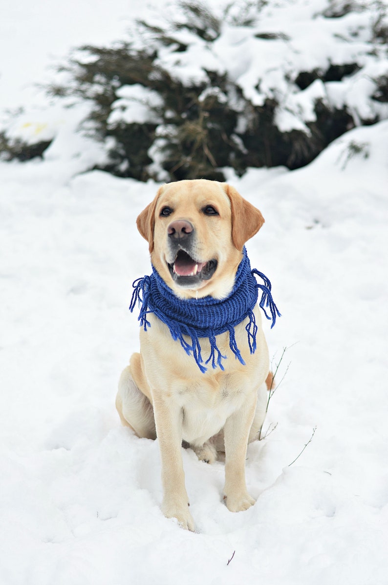 Blue dog scarf Large dog scarf Unisex dog scarf Dog photography Lab dog scarf Dog neck warmer Knit dog scarf Puppy scarf for labrador gift