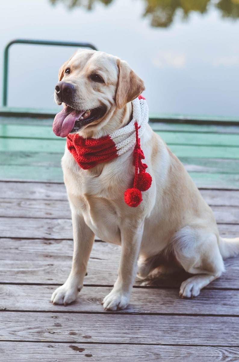 Dog Scarf Dog Christmas Scarf Knit Dog Scarf Knitted Dog Etsy