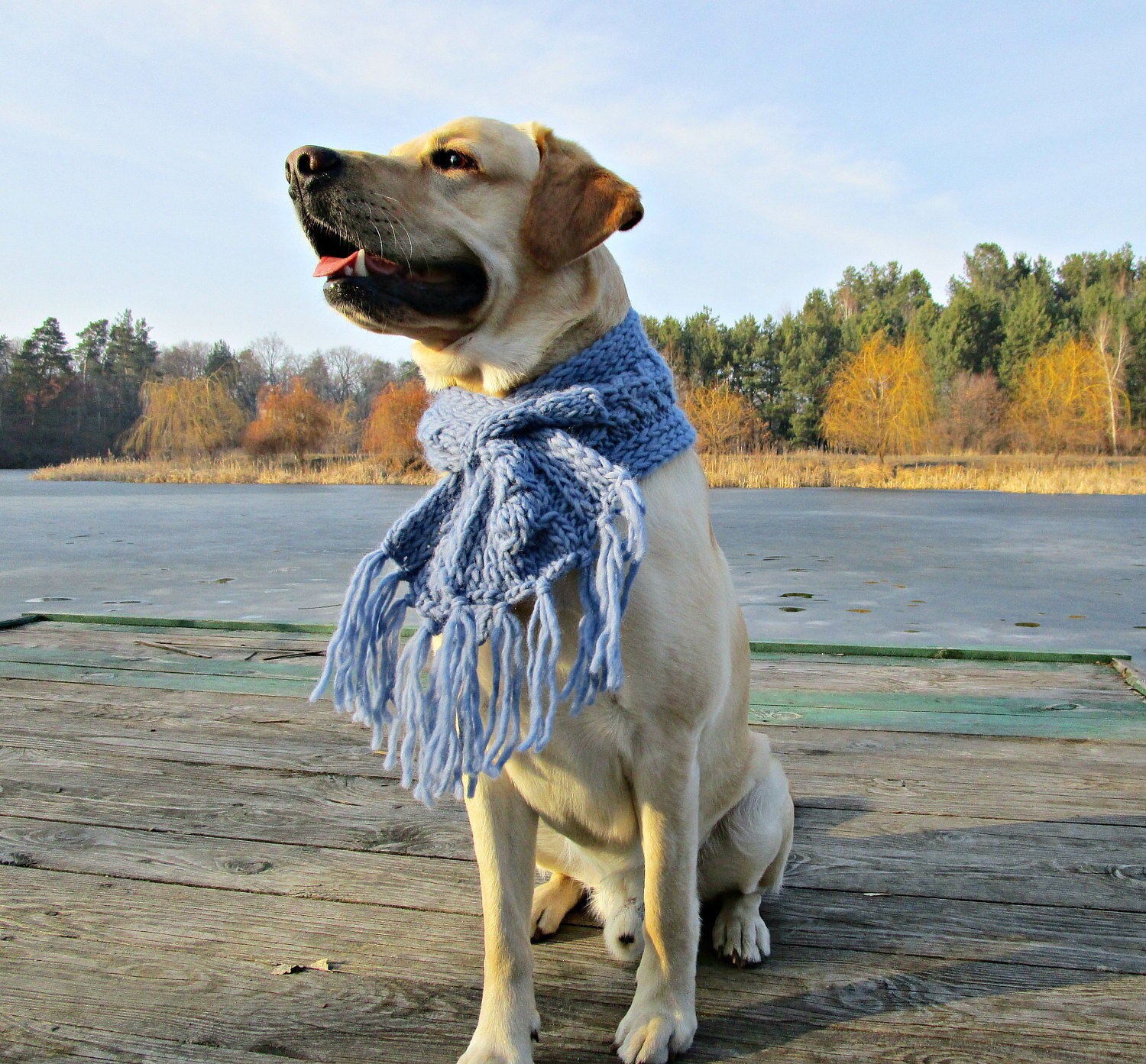 Knit dog scarf for big dog accessories Blue dog scarf for Etsy