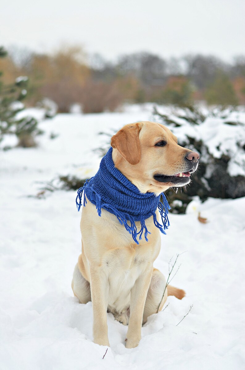 Blue dog scarf Large dog scarf Unisex dog scarf Dog photography Lab dog scarf Dog neck warmer Knit dog scarf Puppy scarf for labrador gift