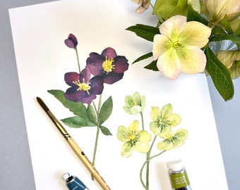 Hellebore 3, Art Print, 8x10