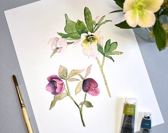 Hellebore 1, Art Print, 8x10