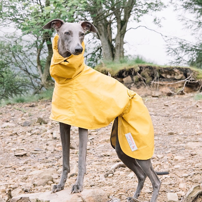 Whippet Raincoat with hood Cardiff style Sunny Yellow