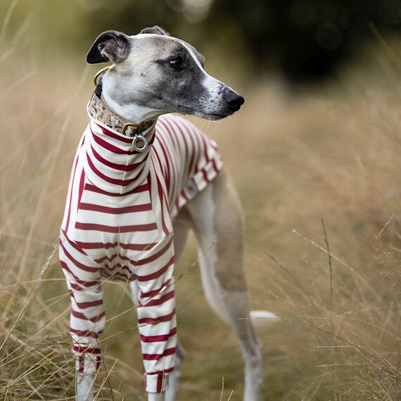 Whippet life jacket top