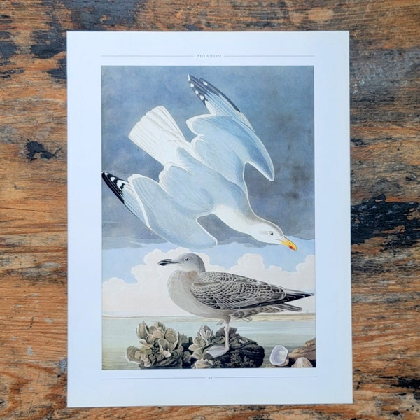 Herring Gull Audubon Bird Plate Print Shorebird Seabird Coastal ornithology art