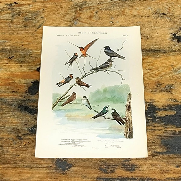 Swallow Barn Cliff Rough-Winged Tree Purple Martin , Louis Agassiz Fuertes 1915's Print New York State Museum Audubon Styled Plate 88