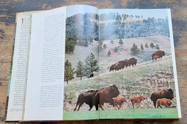 Wild Animals of North America National Geographic Scholastic - Etsy