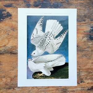 May include: A vintage illustration of a white gyrfalcon with black markings perched on a branch. The bird is facing to the right and has its wings spread out. The illustration is on a white background with the text "Gyrfalcon of Palay" at the top.