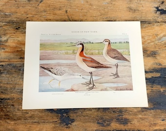 Wilson Phalarope, Louis Agassiz Fuertes 1915's Print Birds of New York NY State Museum Audubon Styled Plate 30