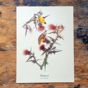 Goldfinch Audubon Folio Print Bird ornithology art best loved