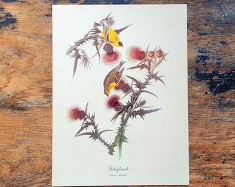 May include: A vintage illustration of a goldfinch perched on a thistle plant with pink flowers. The bird is yellow with black wings and a black head. The illustration is on a white background with the text "Goldfinch (SPINUS TRISTIS)" at the bottom.