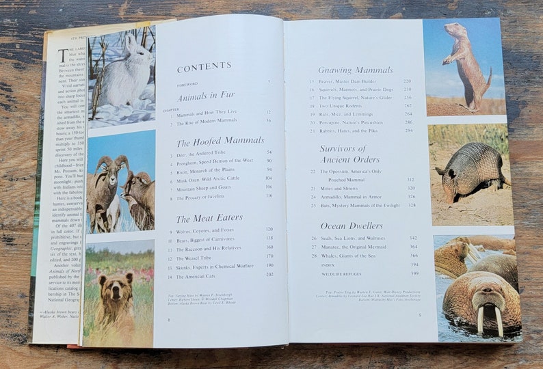 Wild Animals of North America National Geographic Scholastic - Etsy