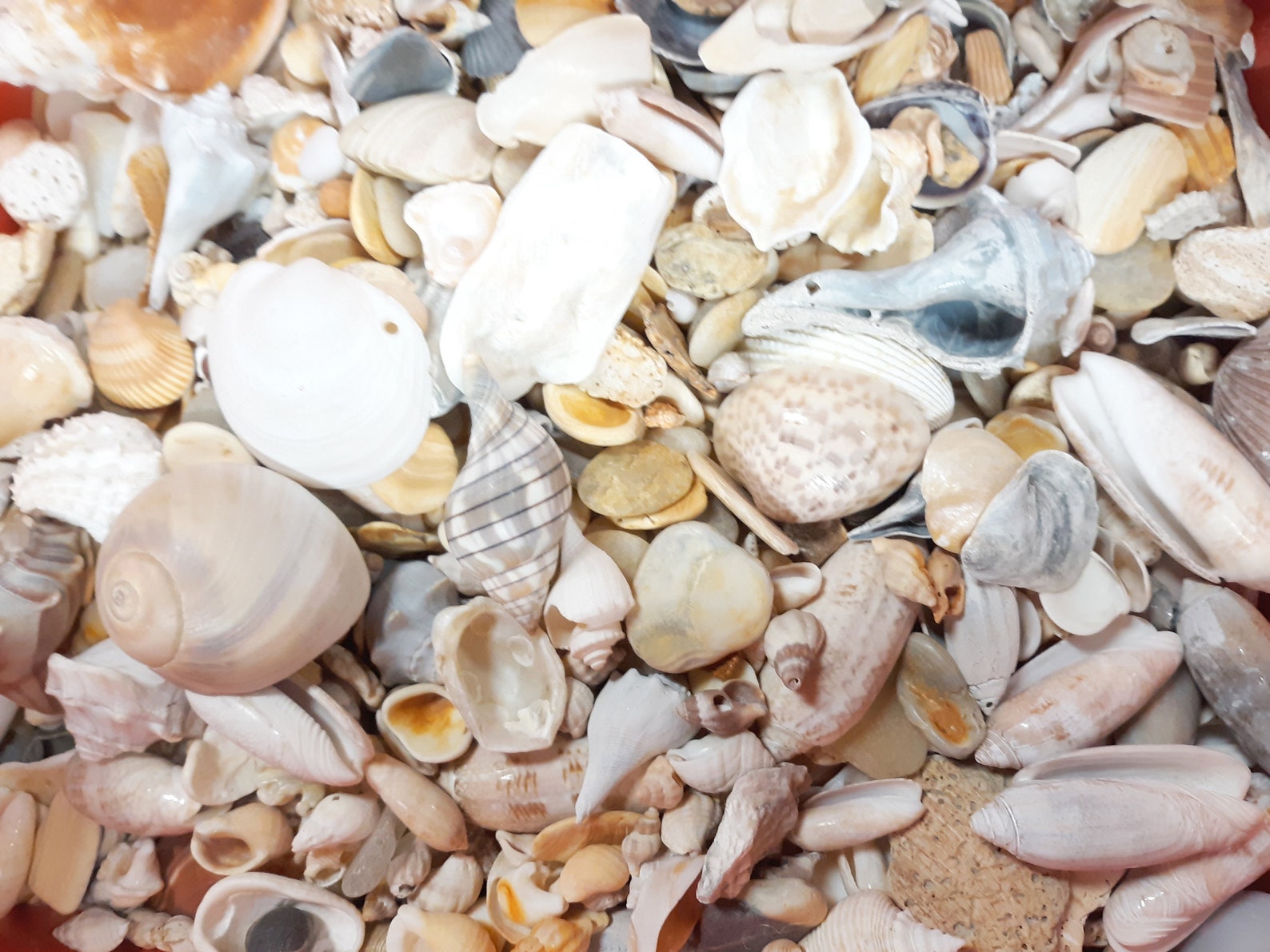 East Coast Beach Shells and Stones Naturally Tumbled by the Etsy