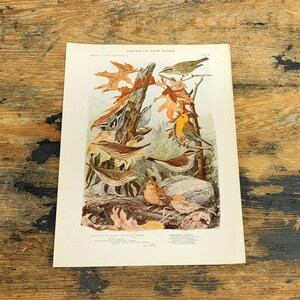 May include: A vintage illustration of various birds in a forest setting. The birds are depicted in a variety of poses, including perched on branches, flying, and foraging for food. The illustration is done in a realistic style, with detailed feathers and markings. The birds are identified as Black and White Warbler, Nashville Warbler, and Yellow-rumped Warbler. The illustration is titled "Birds of New York".