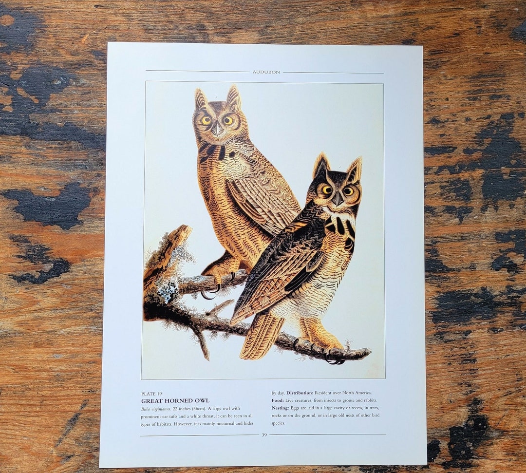 Great Horned Owl Audubon Bird Plate Print Woodland Birds of Prey ...
