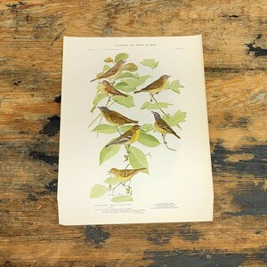 May include: A vintage illustration of birds of New York, featuring six yellow and brown birds perched on branches of a tree. The illustration is titled "Birds of New York" and is part of a series.