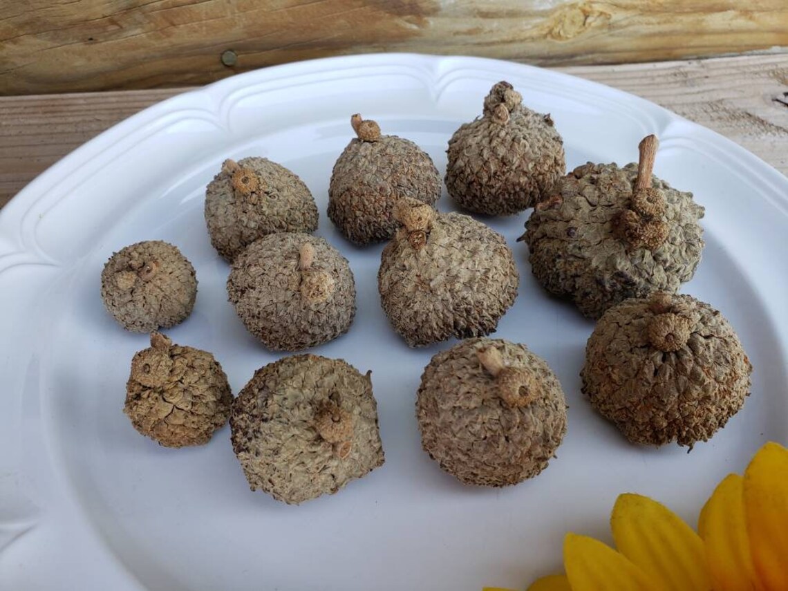 11 Organic Burr OAK fRINGED ACORNS w Caps Real acorns crafting Etsy