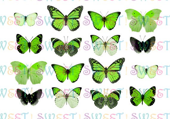 Edible Single Color Butterfly Variety Collection 3d Etsy