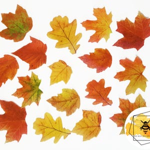 May include: A collection of 15 fall leaves in various shades of orange, yellow, and red. The leaves are scattered on a white background.